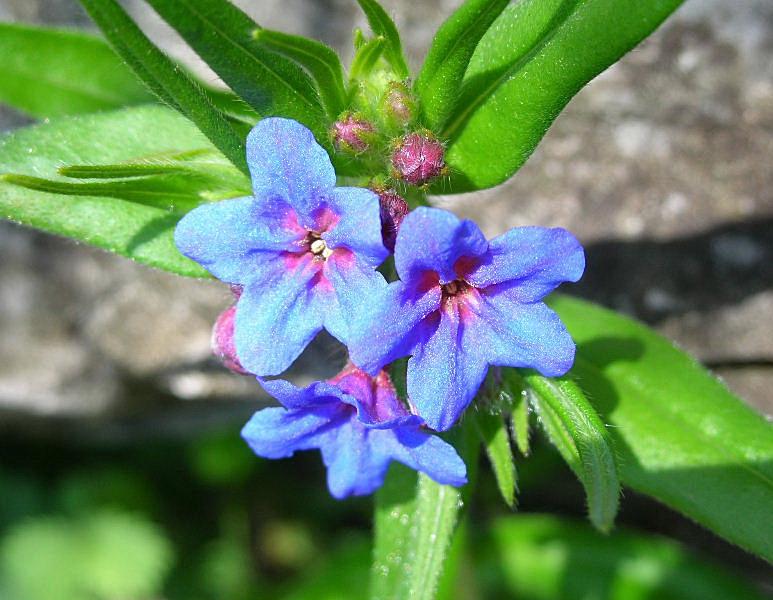 Aegonychon purpurocaeruleum (=Buglossoides purpurocaerulea) / Erba perla azzurra